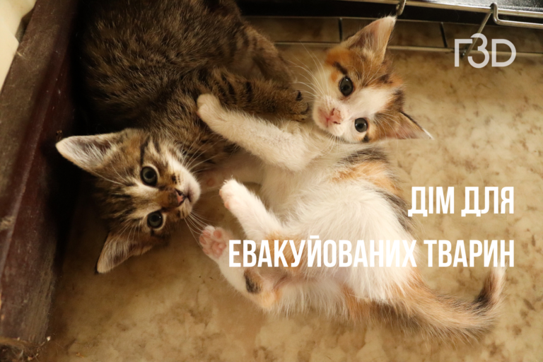 Евакуація тварин: як у благодійній організації “Прихисти друга” опікуються котами та собаками