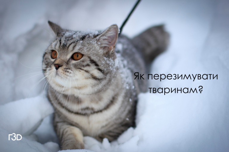  Як допомогти безпритульним тваринам вижити під час морозів?