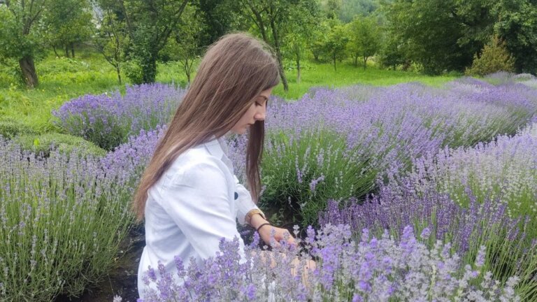 Сім’я з Івано-Франківщини вирощує лаванду та допомагає ЗСУ